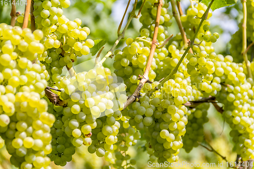 Image of white grapes closeup