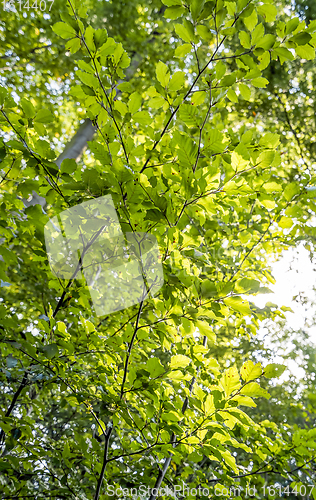 Image of sunny illuminated green foliage