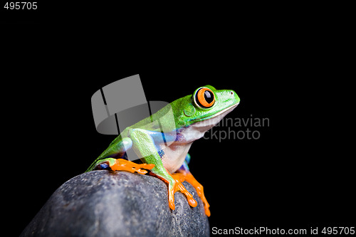 Image of red-eyed tree frog on a rock