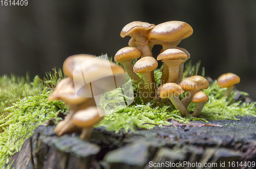 Image of lots of mushrooms