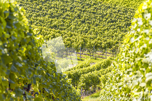 Image of sunny vineyard scenery