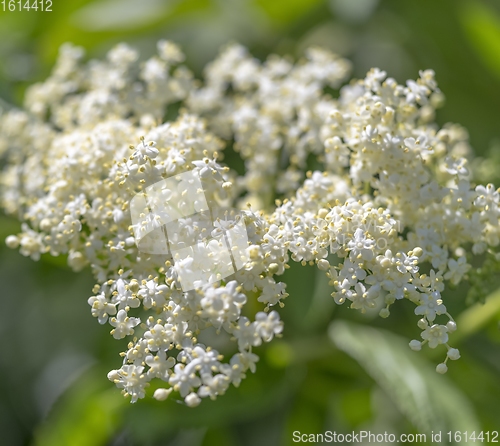 Image of elder flower closeup