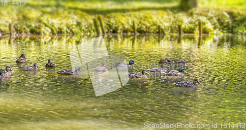 Image of Wild ducks swimming in a pond