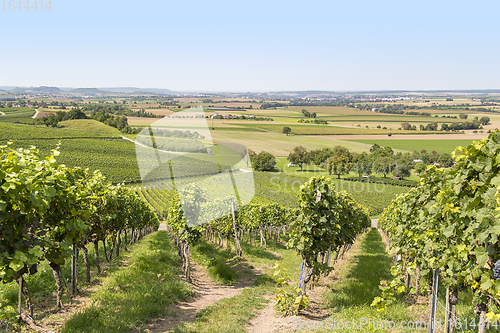 Image of winegrowing scenery in Hohenlohe