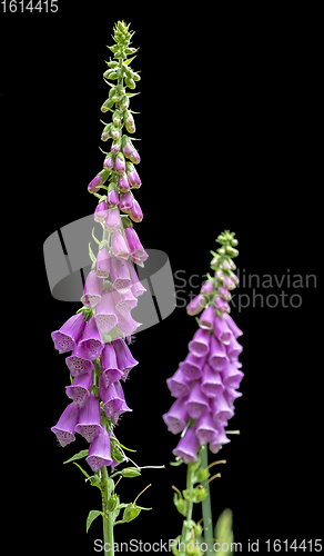 Image of common foxglove flowers