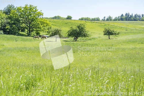 Image of idyllic spring time scenery