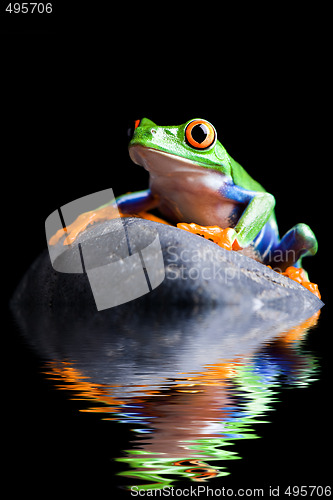 Image of frog on a rock isolated black