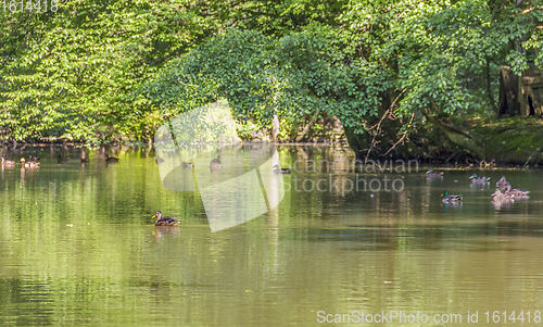 Image of Wild ducks in a idyllic pond