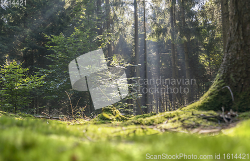 Image of sunny forest scenery