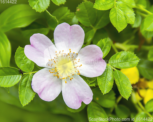 Image of wild rose flower