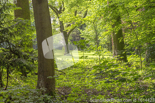 Image of idyllic forest scenery