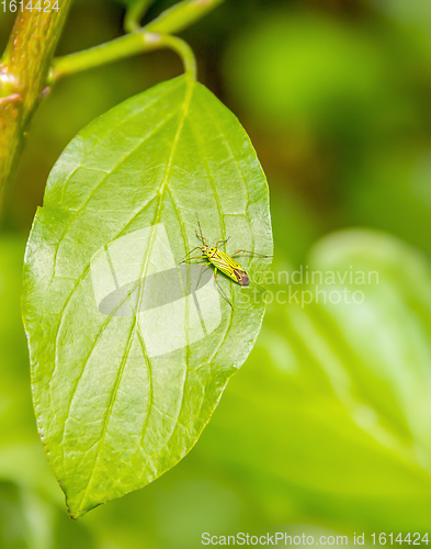 Image of small green beetle on green leaf