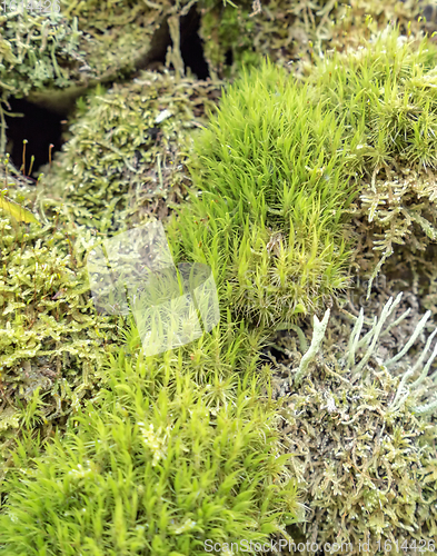 Image of ground cover vegetation