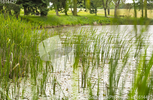 Image of riparian lake scenery