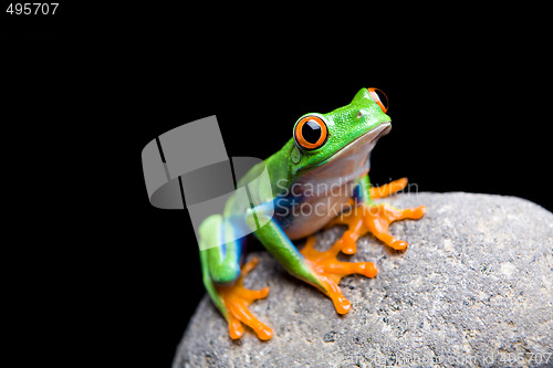 Image of frog on a rock isolated