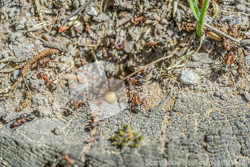 Image of lots of ants