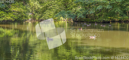 Image of Wild ducks swimming in a pond