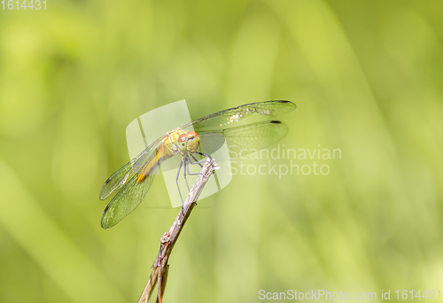 Image of resting dragonfly