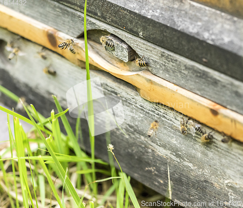 Image of Beehive and bees