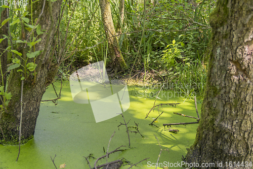 Image of sunny wetland scenery