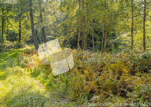 Image of idyllic forest scenery