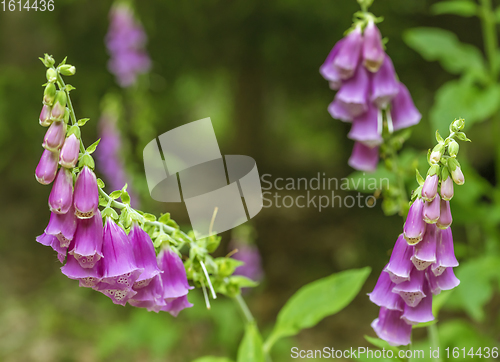 Image of common foxglove flowers