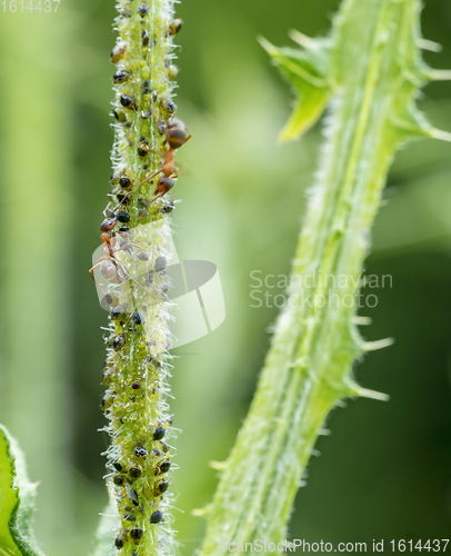 Image of plant lice colony