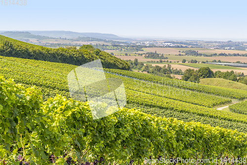 Image of winegrowing scenery in Hohenlohe