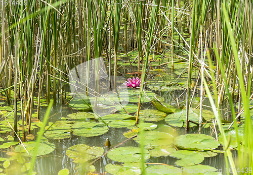 Image of water lilies in a pond