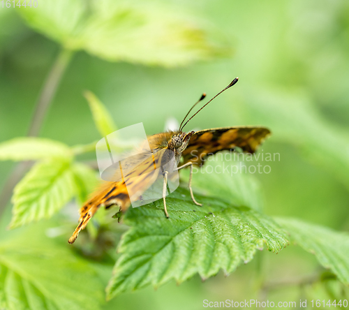 Image of anglewing butterfly closeup