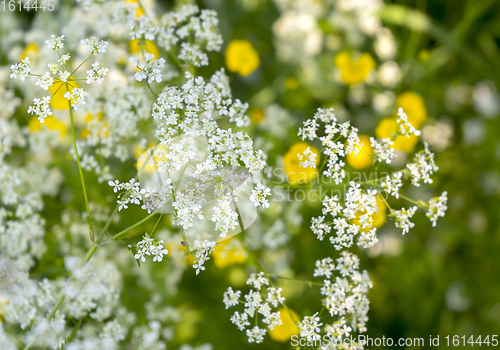 Image of wild flowers closeup