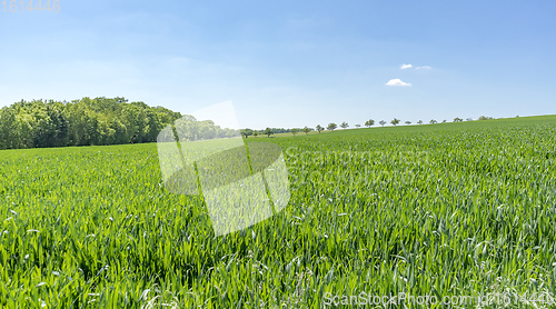 Image of rural springtime scenery