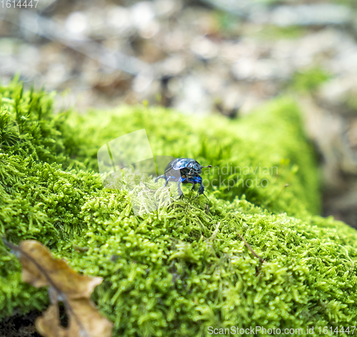 Image of forest dung beetle