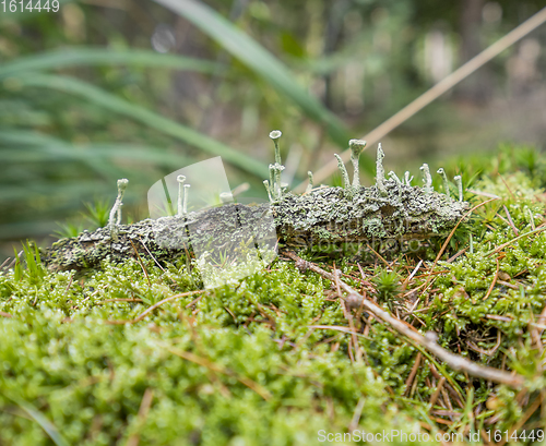 Image of ground cover vegetation