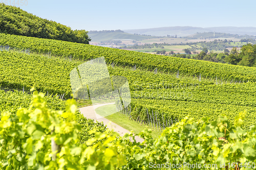 Image of winegrowing scenery in Hohenlohe