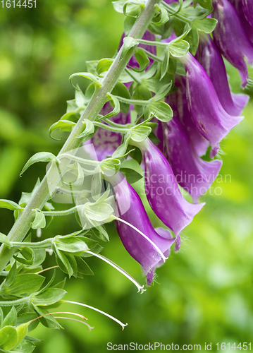 Image of common foxglove flowers