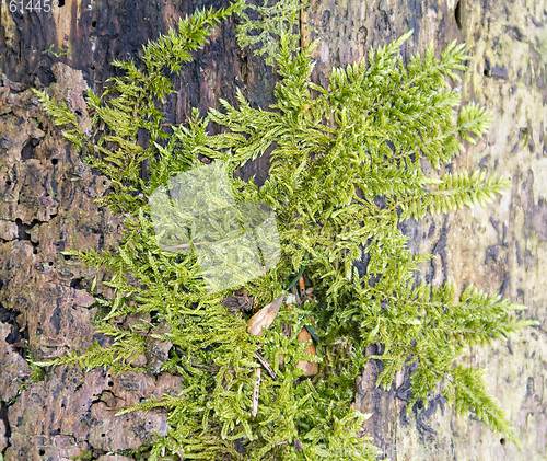 Image of green moss detail