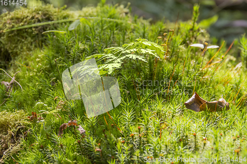 Image of moss spores closeup