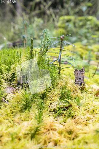 Image of low angle forest scenery