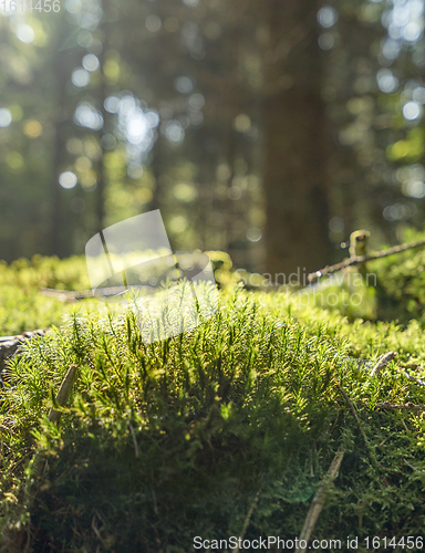 Image of sunny forest scenery