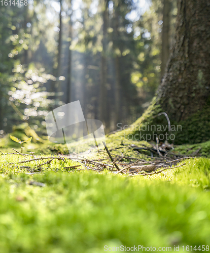 Image of sunny forest scenery