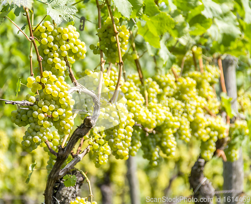 Image of white grapes closeup