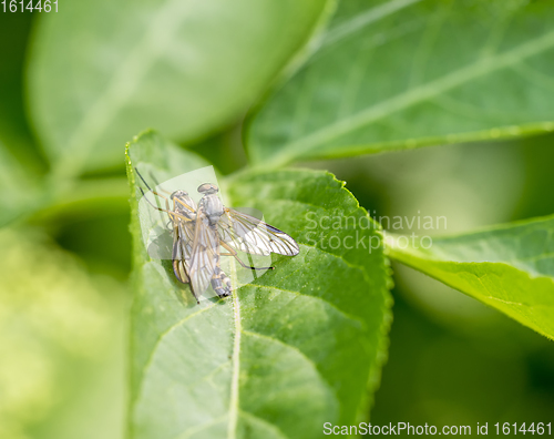 Image of copulating flies