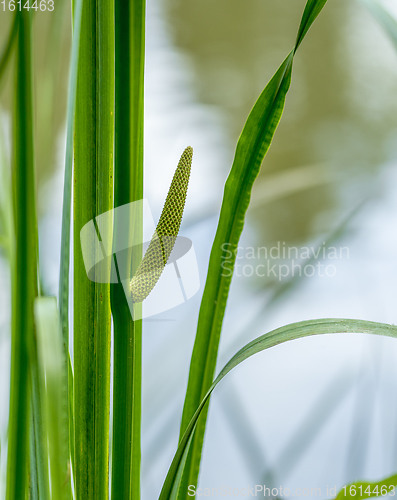 Image of riverine vegetation detail