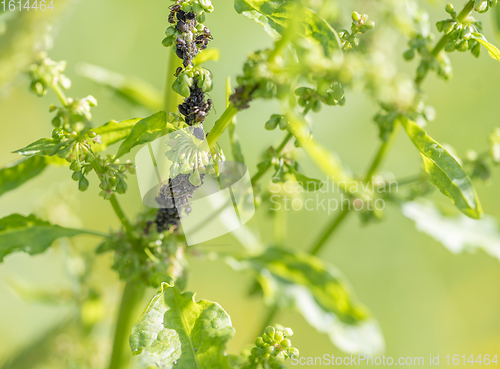 Image of plant lice colony