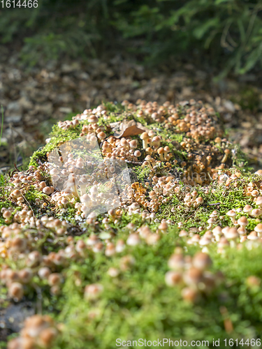 Image of lots of mushrooms