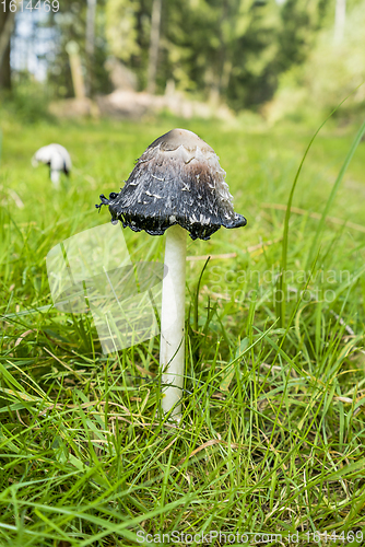 Image of shaggy ink cap mushroom