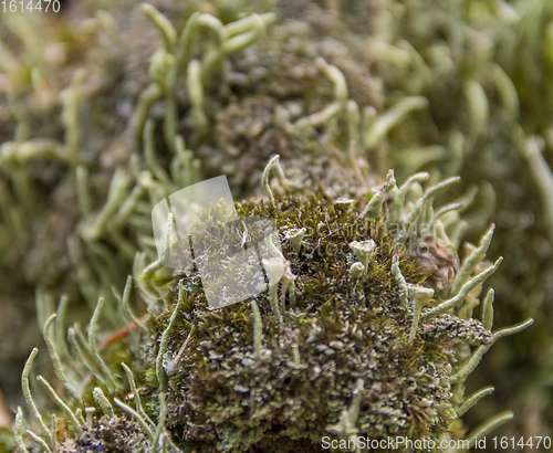 Image of lichen vegetation closeup