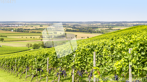 Image of winegrowing scenery in Hohenlohe
