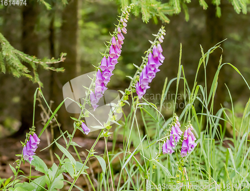 Image of common foxglove flowers